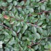Cotoneaster dammerii Mooncreeper C2